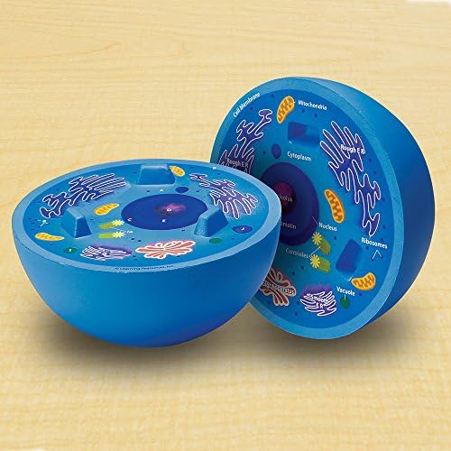 Learning Resources Cross-Section Animal Cell Model - Image 4
