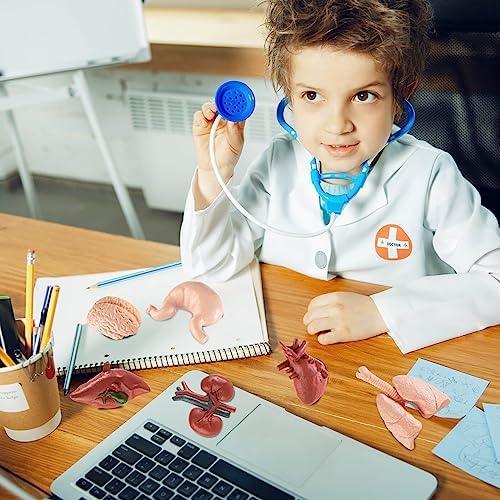 8PCS Mini Human Body Model for Kids - Image 5