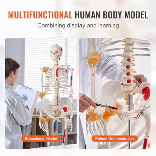 VEVOR Human Skeleton Model for Anatomy, 71.65" Life Size, Accurate PVC Anatomy Skeleton Model with Ligaments, Movable Arms, Legs & Jaw, with Muscle Origin & Insertion Points, for Professional Teaching - Image 6