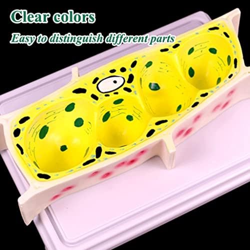 Model Teaching Model Onion Epidermal Cell Model Standard Microscope Magnification Model Plant Cell Model Biology Teaching Models for Teaching - Image 3
