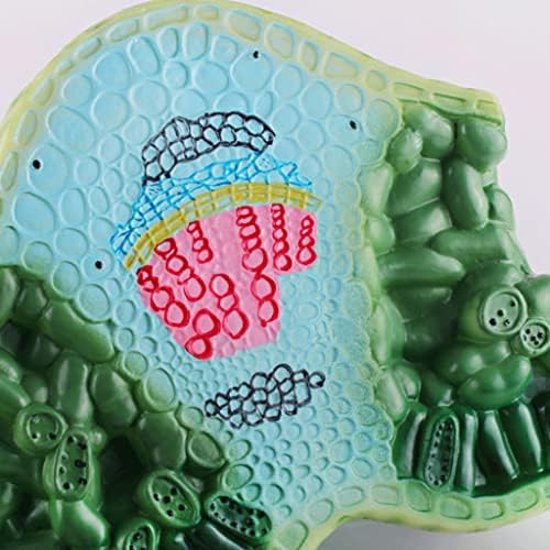 Model Teaching Model Leaf Cross Section Structure Model Biology Teaching Models Plant Anatomy Model Teens Science Classroom Study for Teaching - Image 4