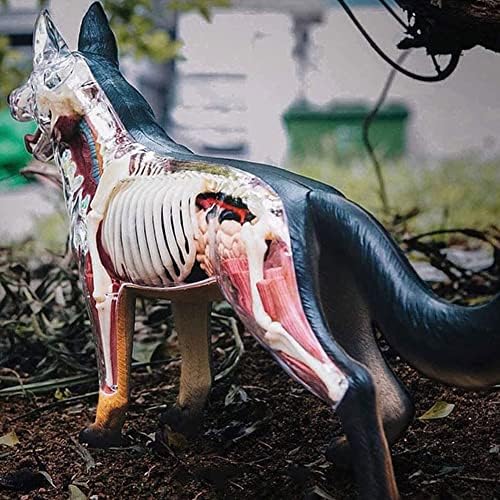 4D Dog Anatomy Model with Detachable Biology, Anatomical Model, 29 Parts for Animal Teaching Demonstration and Veterinary Training - Image 7