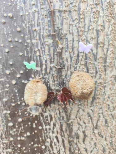 Praying Mantis Ootheca Egg Case Habitat Kit with(Ten Egg Cases) – Equipped with 10 pins to Nail the Mantis Ootheca to the Trunk, Release the Mantis into Nature,stem Toys,Perfect for STEM Education - Image 2