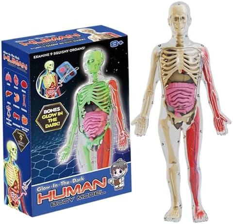 Human Body Model for Kids, Glow in The Dark Realistic Human Anatomy Model, DIY Detachable Body, Educational Anatomy for Kids by Peosaard