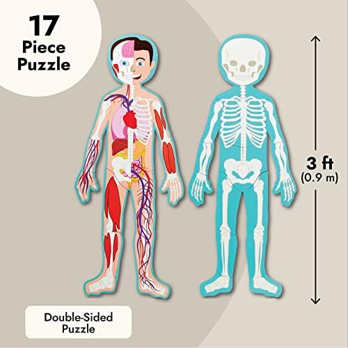 Blue Panda Interactive Magnetic Human Body Model - 3 ft, 17-Piece Double-Sided Anatomy Set for Kids - Human Anatomy with Organs, Educational Skeleton & Body Parts - Image 3