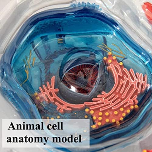 4d Animal Cell Model Human Body Model for Doctors Office Educational Tool Assembly Animal Cell Biology Teaching Models - Image 4