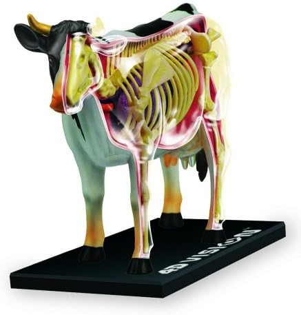 Tedco 4D Vision Cow Model by TEDCOToys