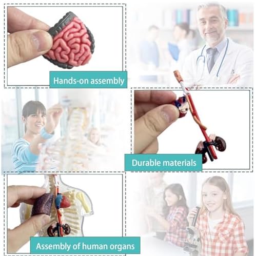 4d Human Body Model for Kids,Human Anatomy Educational Toy | Interactive Anatomy Model with Removable Human Torso Learning Sources Science Classroom Demonstration Tools - Image 6