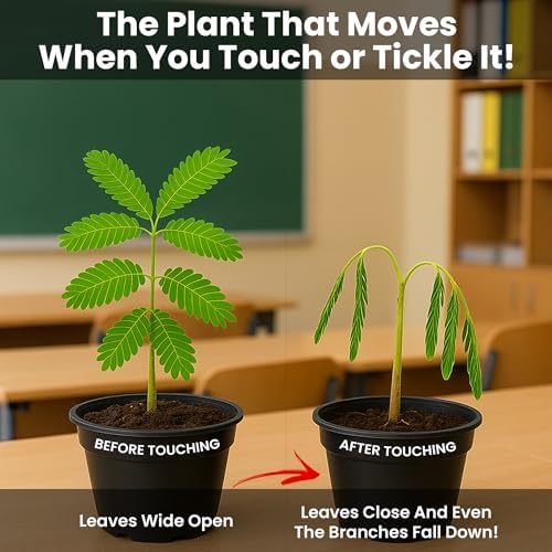 TickleMe Plant Classroom or Homeschool Science Fun Planting Party Kit – for 30 Students – Grow a Sensitive Plant that Reacts to Touch – Includes Activity Book and Seeds for Kids to Plant - Image 2