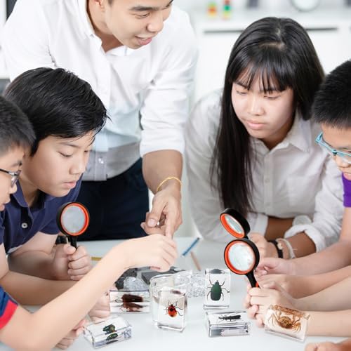 GlikCeil 12 Pcs Insect in Resin Specimen Bugs with 10x Magnifier for Kids - Image 4