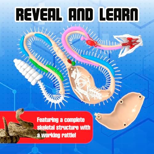Dissect-It, Rattlesnake Dissection Kit, STEM Toys for Kids, Ages 6+ - Image 4