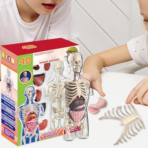 4d Human Body Model for Kids,Human Anatomy Educational Toy | Interactive Anatomy Model with Removable Human Torso Learning Sources Science Classroom Demonstration Tools - Image 3