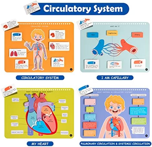 Freebear Montessori Busy Book for Kids, Human Body Anatomy Book for Toddlers, Preshool Kindergarten Learning Activities, Autism Sensory Toys, Gifts for Girls and Boys 4 5 6 7 Years - Human Body System - Image 5