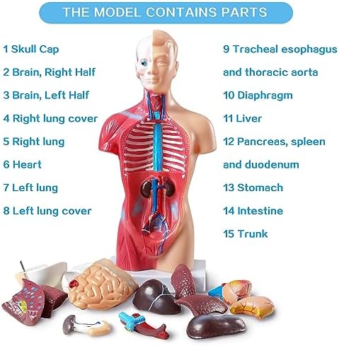 NEW HORIZON 15 PCS Removable Human Anatomy Torso Model 10.5 Inch Anatomical - Image 4