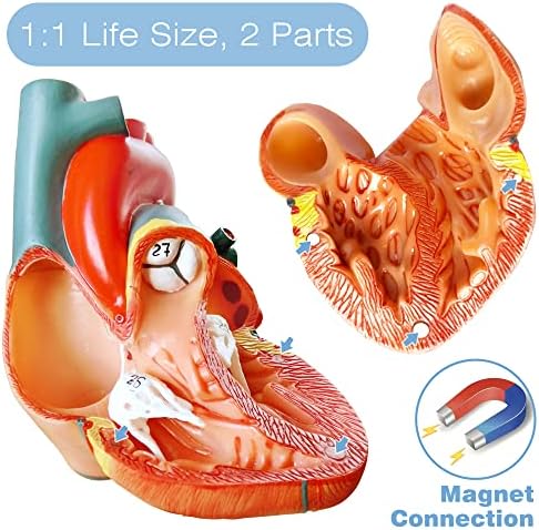 Human Body, Skeleton and Heart Models-Best Anatomy Model Bundle Set of 3 - Image 6