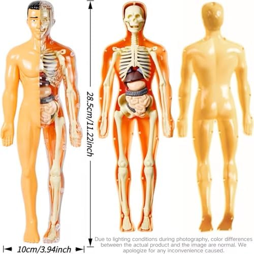Human Anatomy Model Set Educational STEM Kit Teaching Skeleton Model Kit with Removable Organs Learning Tool for Science Classroom Demonstrations and Displays (Half Transparent) - Image 5