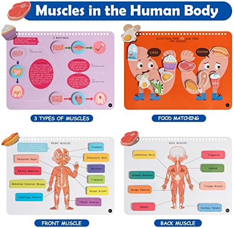 Freebear Montessori Busy Book for Kids, Human Body Anatomy Book for Toddlers, Preshool Kindergarten Learning Activities, Autism Sensory Toys, Gifts for Girls and Boys 4 5 6 7 Years - Human Body System - Image 6