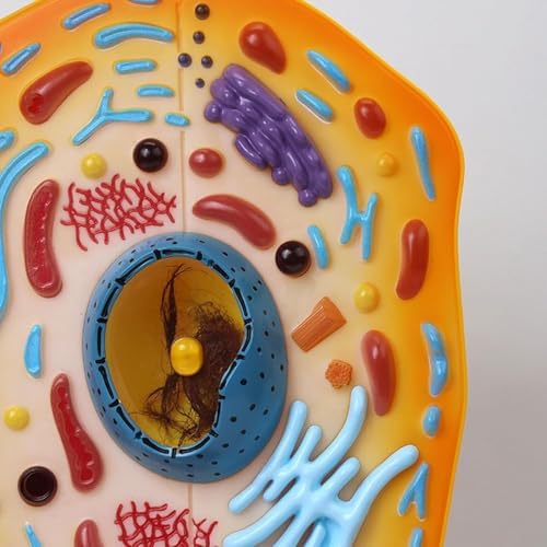 Animal Cell Model Display Anatomical Teaching Aid, Animal Cell Teaching Kit for Students Educational Cell Anatomy Display Detachable Organelles for Biology Classroom Demonstrations - Image 3
