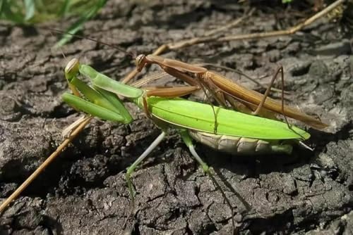 Carolina Praying Mantis Egg Case on a Wooden Stick Attached,with Outdoor Hatching Bag(Three Carolina Praying Mantis Eggs) –Includes 50-200 Nymphs | Perfect for STEM Education, Eco-Friendly Garden - Image 5