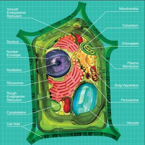 Biology Animal and Plant Cell Models, Assembly and Medical Lessons Cell Model Teaching(Plant Cells) - Image 4