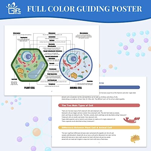 GiftAmaz Animal and Plant Cell Anatomy Model, Soft Felt Science Model Toy - Image 5
