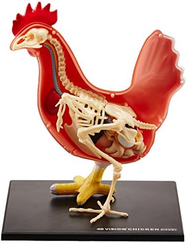 4D Chicken Anatomy Model Kit, STEM Biology Learning Toy, Ages 8+ - Image 3