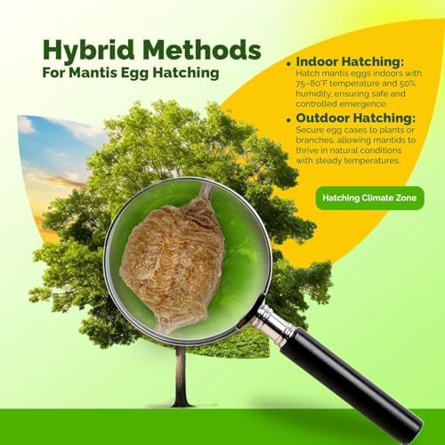 USMANTIS T Sinensis Praying Mantis Egg Cases Pack of 5 with Habitat Kit - Image 5
