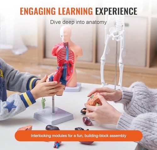 VEVOR Human Anatomy Model Bundle Set - Human Skeleton, Brain, Human Torso Body, Heart - Set of 4, Detachable Hands-on 3D Model Physiology Teaching Tools for Study and Display, with Manual - Image 3
