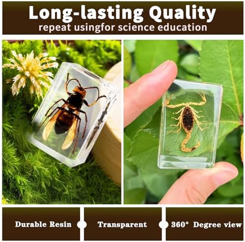 12pcs Real Insect Specimen,Taxidermy Butterfly & Insect Specimen in Resin - Image 2
