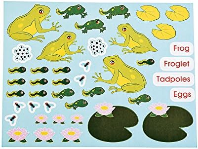 Life Cycle Sticker Scene Assortment ~ 3 each of 4 Life Cycles ~ 11" x 8 1/2" ~ New - Image 4
