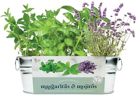 Buzzy Seeds Margarita & Mojito Herb Grow Kit, Mint, Lime Basil & Lavender by BUZZY