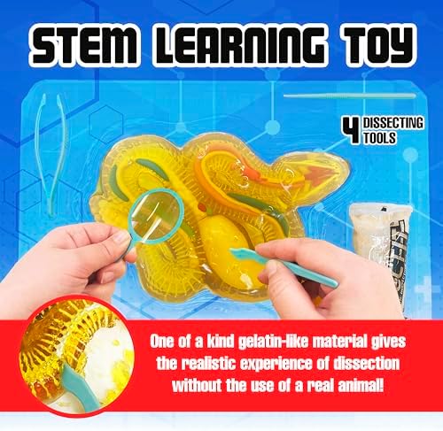 Dissect-It, Rattlesnake Dissection Kit, STEM Toys for Kids, Ages 6+ - Image 3