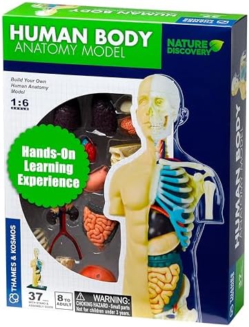 Thames & Kosmos 260830 Human Body Anatomy Model Toy, Multi by Unknown