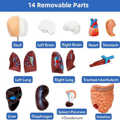 ZENFUN 11 inch Human Body Model for Anatomy, 15 Pcs Removable Human Torso Anatomical Model with Heart Head Skull Brain Skeleton, Digestive System Model for Teaching, and Medical Education Display - Image 3