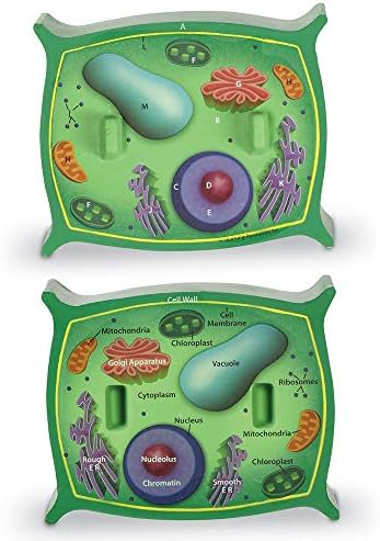 Learning Resources Cross-Section Plant Cell Model - Image 3