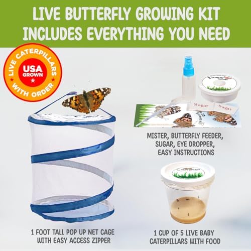Complete Butterfly Kit with Live Caterpillars (5 Painted Lady) and Habitat - Image 2
