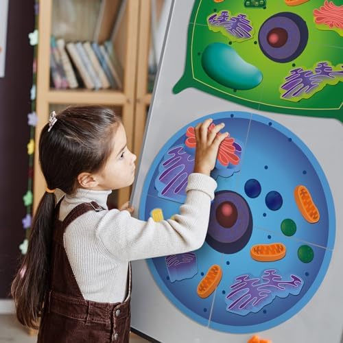 2 Set Magnetic Animal and Plant Cell Anatomy Biology Model Set - Image 5