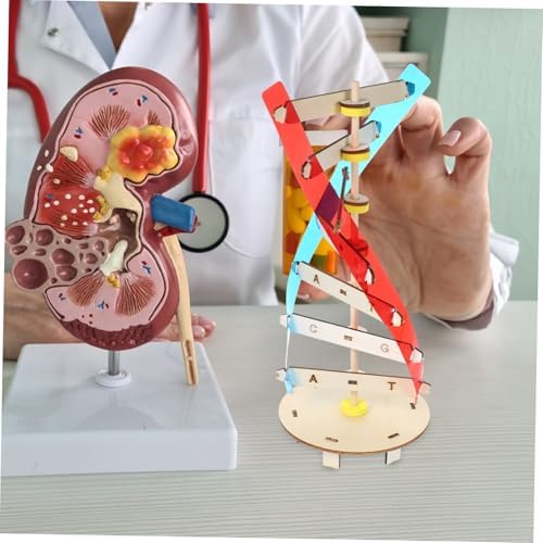 DNA Double Helix Model DIY Science Teaching Prop for Kids Students - Image 5