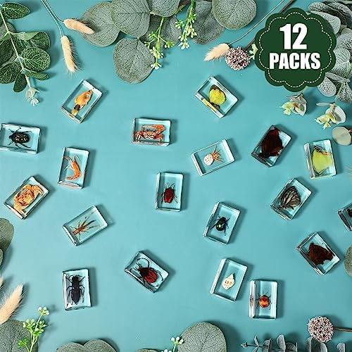 12 Pcs Insect in Resin Specimen Butterfly Bugs Collection Paperweights，12 Styles Real Bug Specimen Bug Kit Preserved in Resin for Scientific Educational Display Supplies (Insect) - Image 4
