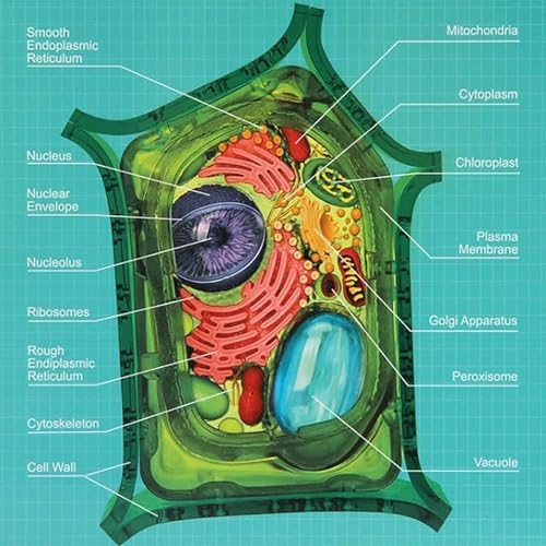 4D Plant Model, Plant Cell Anatomy Model, Removable Chloroplast Organelles Biology Teaching Model for Study Display Teaching - Image 5