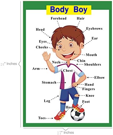 SANTSUN 2 Pcs of Set Educational Preschool Poster for Toddlers and Kids|Great for Nursery Homeschool Kind Classroom decorations|School Wall Decor- Transportation,Body Parts (17x24in) - Image 2