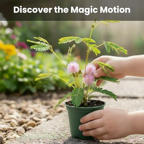 TickleMe Plant Classroom or Homeschool Science Fun Planting Party Kit – for 30 Students – Grow a Sensitive Plant that Reacts to Touch – Includes Activity Book and Seeds for Kids to Plant - Image 5