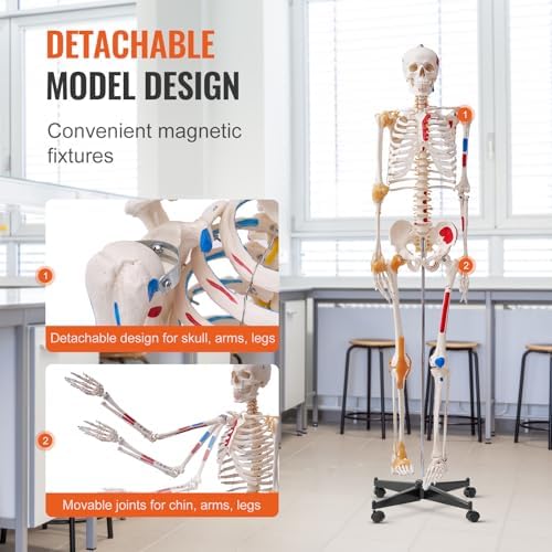 VEVOR Human Skeleton Model for Anatomy, 71.65" Life Size, Accurate PVC Anatomy Skeleton Model with Ligaments, Movable Arms, Legs & Jaw, with Muscle Origin & Insertion Points, for Professional Teaching - Image 4