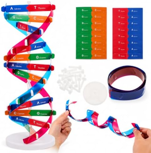 Toddmomy Educational DNA Double Helix Model Kit for Kids DIY Structure Science Toy Interactive Biology Learning Aid Classroom Decor 14. 5" by Toddmomy