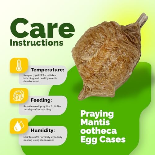 USMANTIS Praying Mantis Egg Case Kit, 2 Pack with Habitat Cup - Image 5