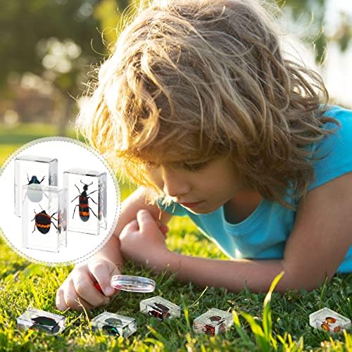 40 Pcs Insect in Resin Specimen Bugs Collection Paperweights Real Bugs in Resin Various Insect Specimen for Kids Scientific Educational Supplies - Image 6