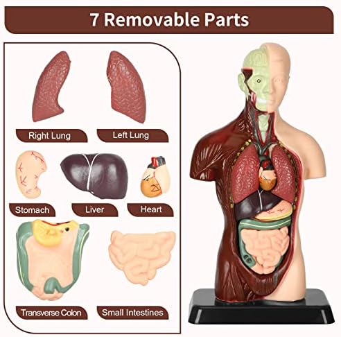 Human Body Model, 8 Pcs Removable with Skeleton Model for Kids - Image 2