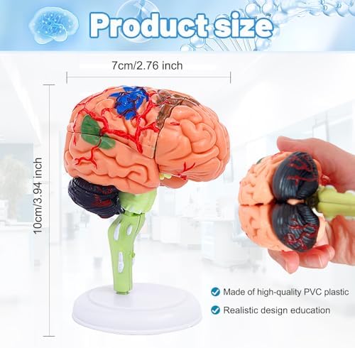 32-Piece Human Brain Anatomy Model with Display Stand, 4.3-Inch Detachable Brain Replica for Adult Anatomy Study, College Biology, Nursing and Medical Education - Image 2