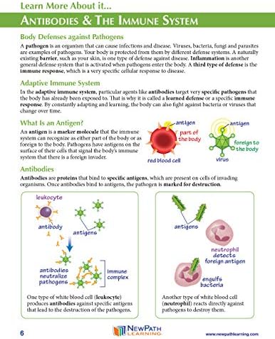 NewPath Learning Antibodies 3-D Paper Model Making Kit, Set/5 Full-Color, Paper Model Templates & Teacher Guide (24-7770) - Image 5