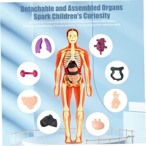 Human Body Model for Kids Detachable 3D Anatomy Science Toy Skeleton Model Educational Fully Transparent - Image 6